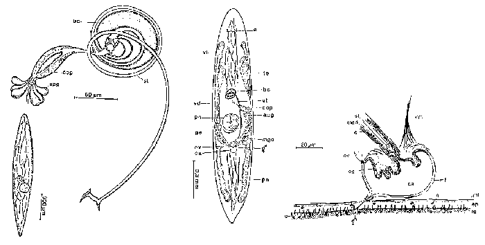 Promesostoma ericae