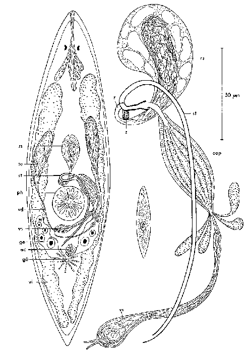 Promesostoma hymanae