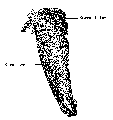 Platyhelminthes (flatworms)