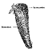 Promesostoma lenticulatum