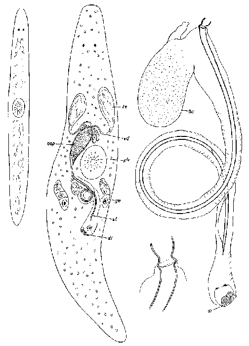 Promesostoma maculosum