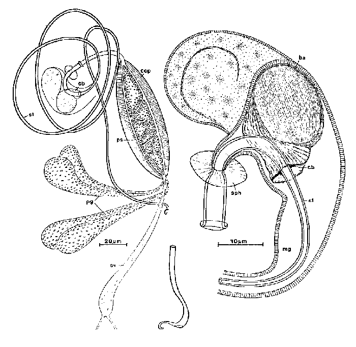 Promesostoma meixneri