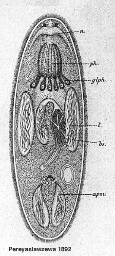 Promesostoma minima