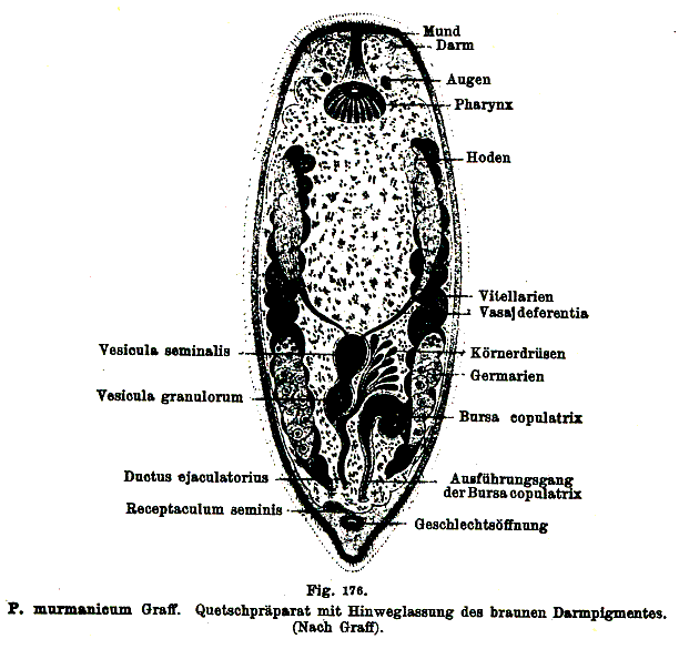 Promesostoma murmanicum