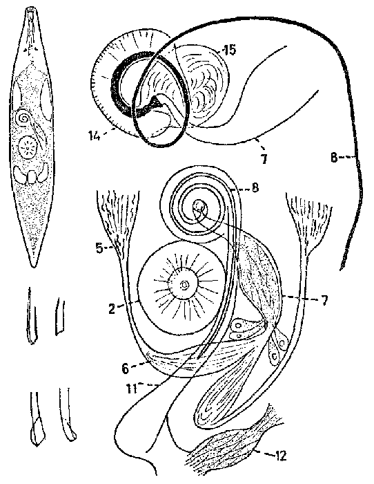 Promesostoma neglectum