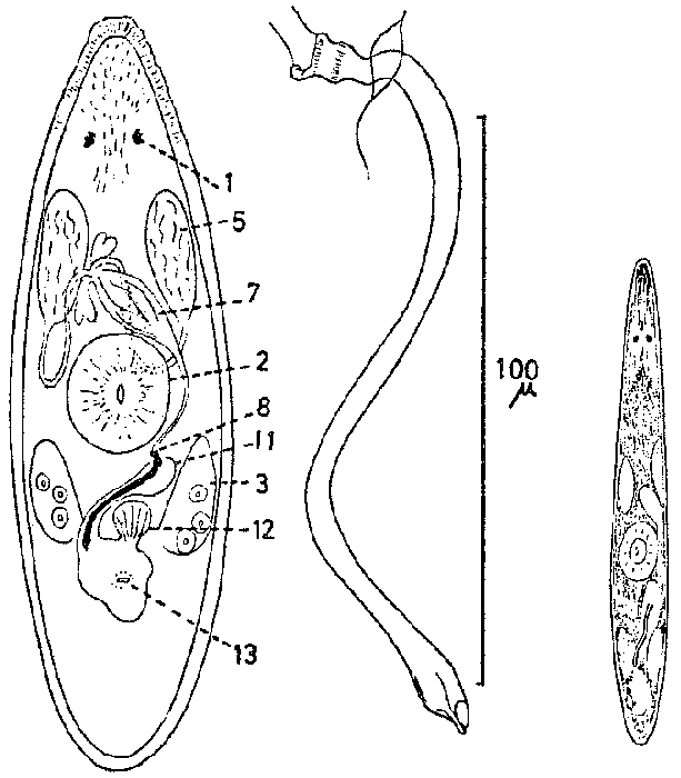 Promesostoma norvegicum