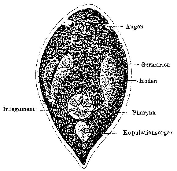 Promesostoma ovoideum