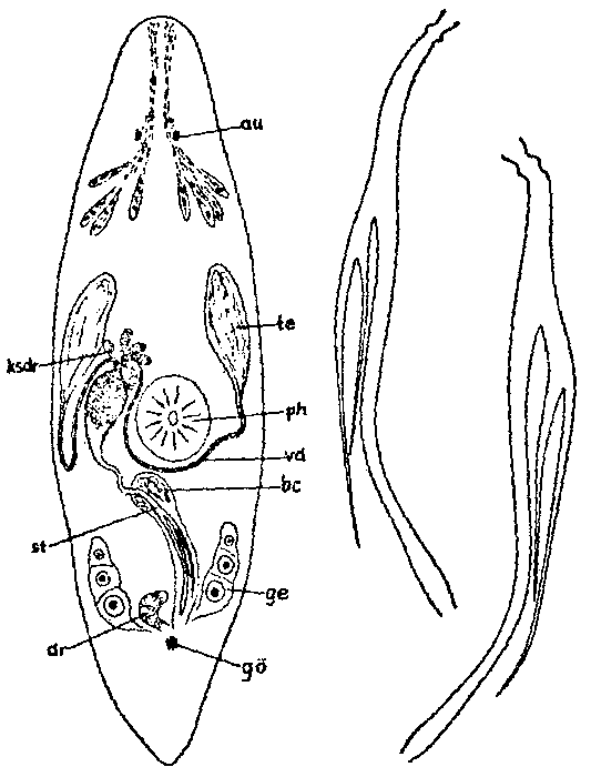 Promesostoma paracochleare