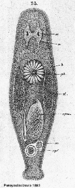 Promesostoma pedicellatum