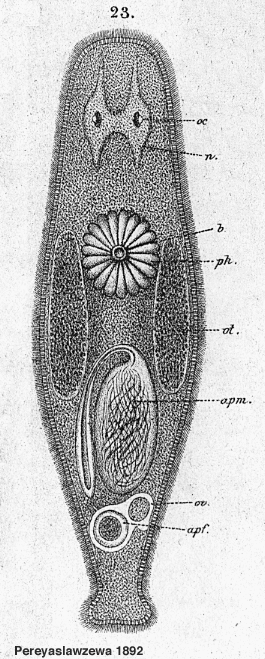 Promesostoma pedicellatum