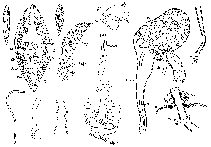 Promesostoma rostratum