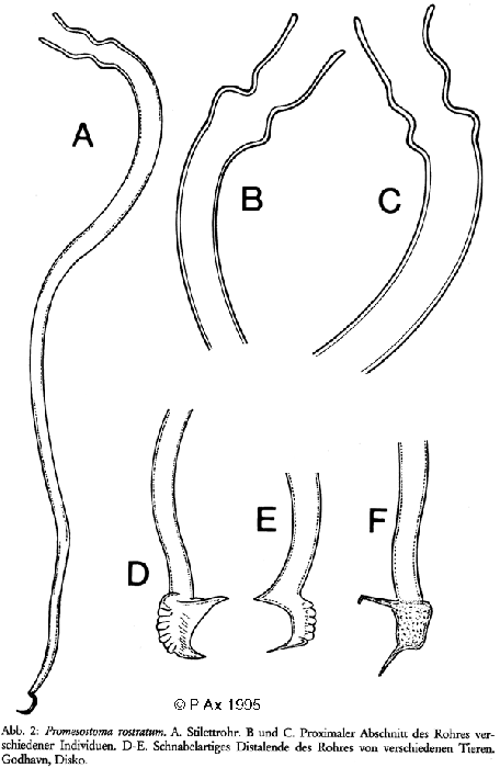 Promesostoma rostratum