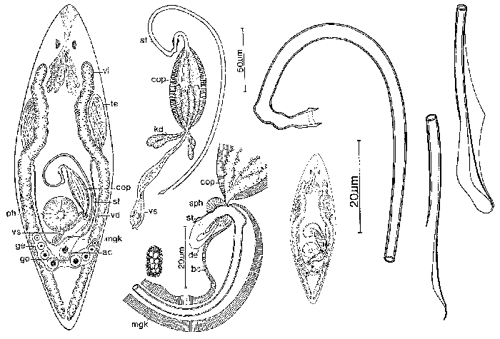 Promesostoma sartagine