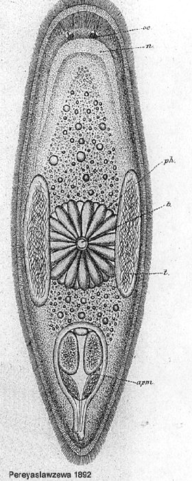 Promesostoma solea