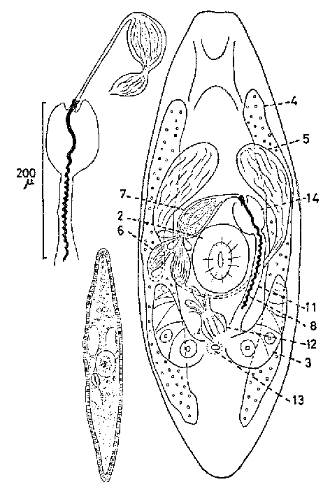 Promesostoma spiriferum