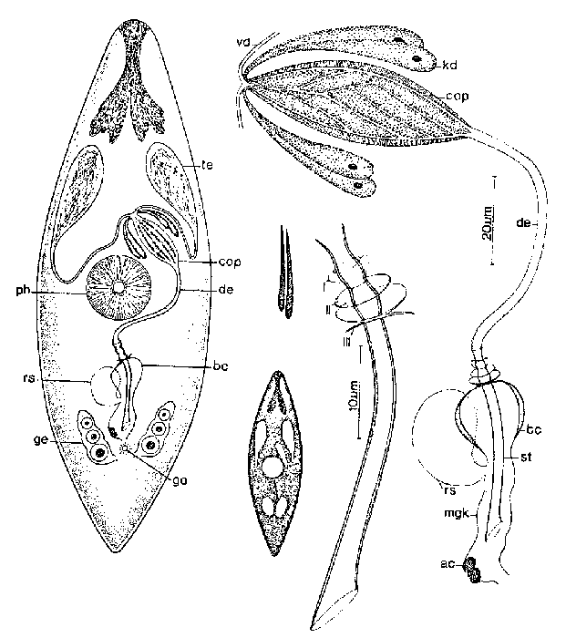 Promesostoma tenebrosum