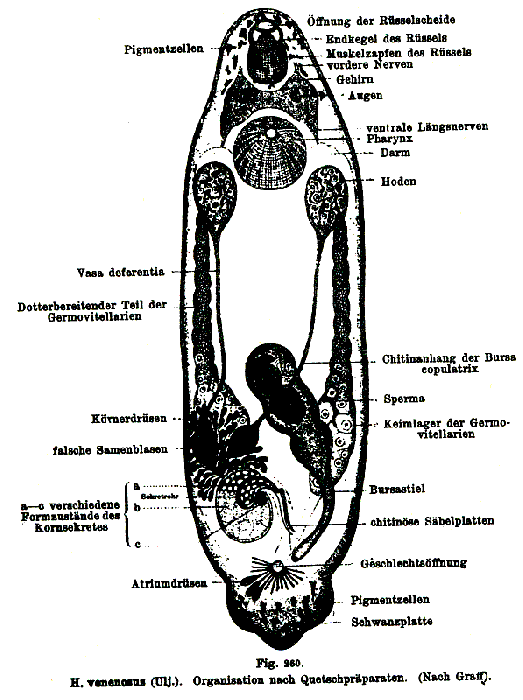 Hyporcus venenosus