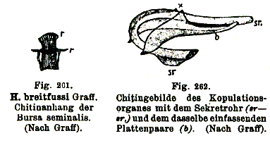 Hyporcus breitfussi