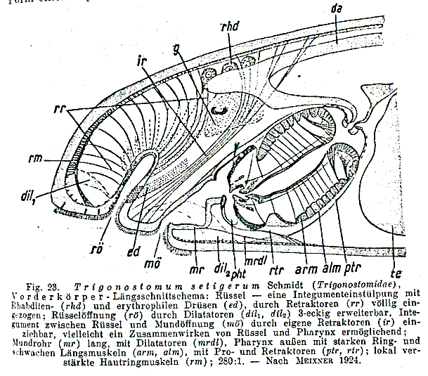 Trigonostomum setigerum