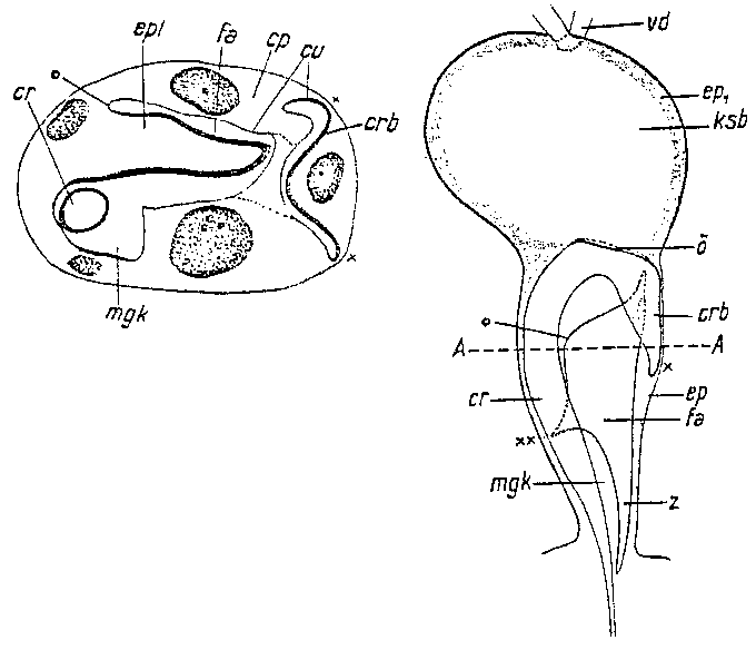 Trigonostomum breitfussi