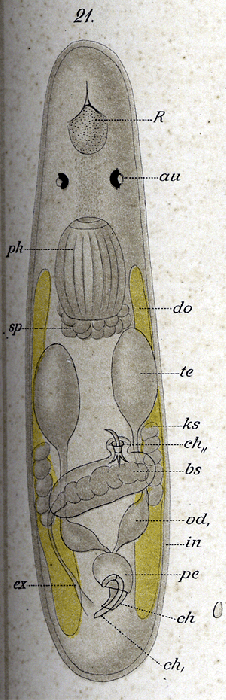 Trigonostomum coronatum