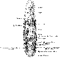 Platyhelminthes (flatworms)