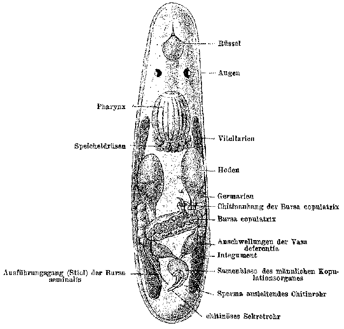 Trigonostomum coronatum