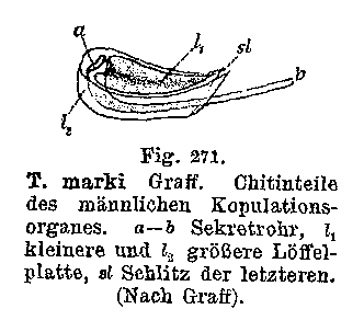 Trigonostomum marki