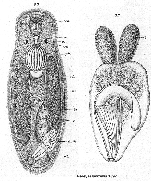 Trigonostomum mirabile