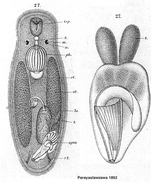 Trigonostomum mirabile