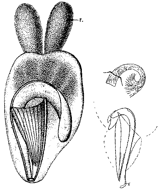 Trigonostomum mirabile