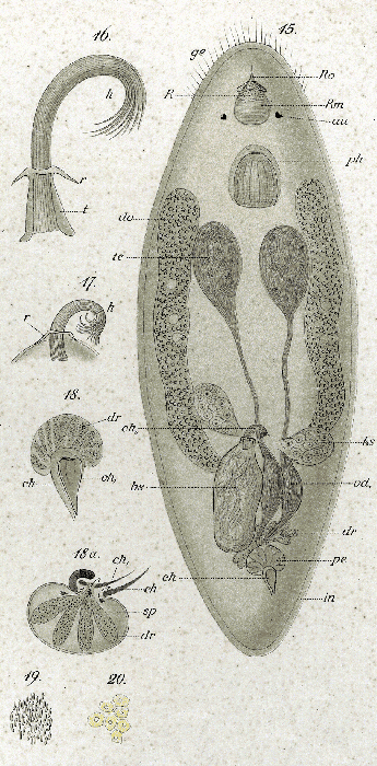 Trigonostomum penicillatum