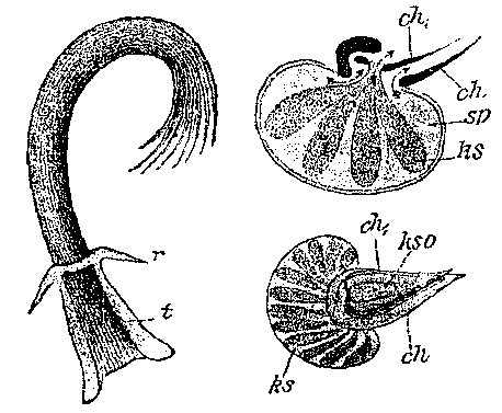 Trigonostomum penicillatum