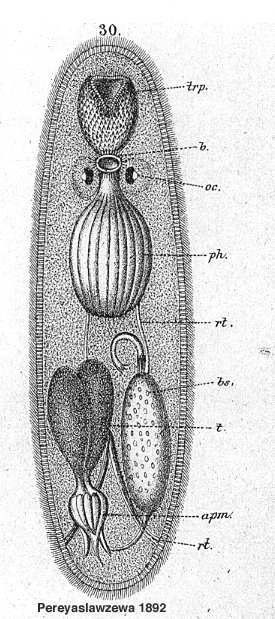 Trigonostomum piriforme