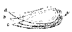 Trigonostomum piriforme