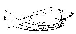 Trigonostomum piriforme