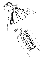 Trigonostomum quadrifolium