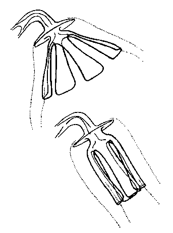 Trigonostomum quadrifolium