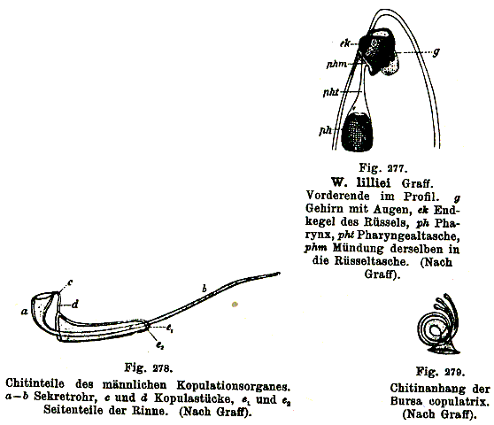 Woodsholia lilliei