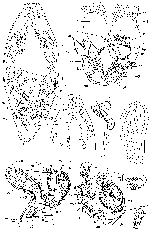 Beklemischeviella contorta