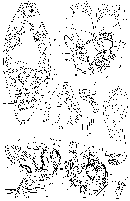 Beklemischeviella contorta