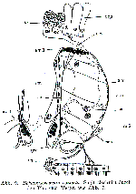 Beklemischeviella contorta