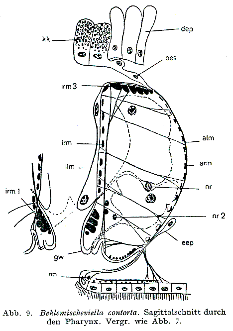 Beklemischeviella contorta