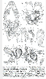 Beklemischeviella contorta