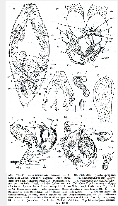 Beklemischeviella contorta