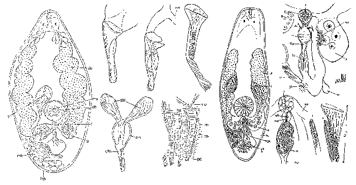 Beklemischeviella angustior