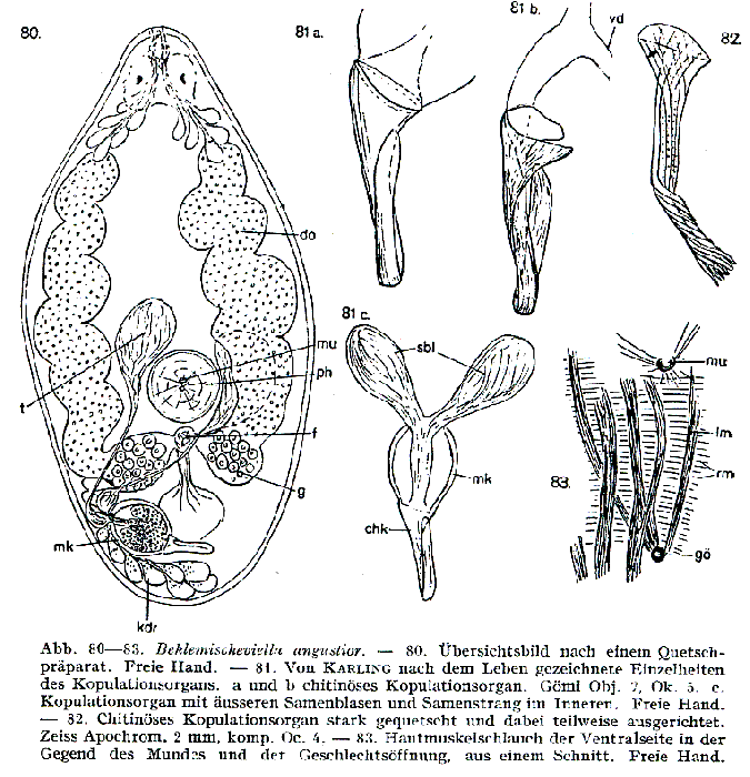 Beklemischeviella angustior