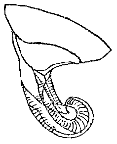 Beklemischeviella brevistyla