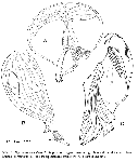 Platyhelminthes (flatworms)