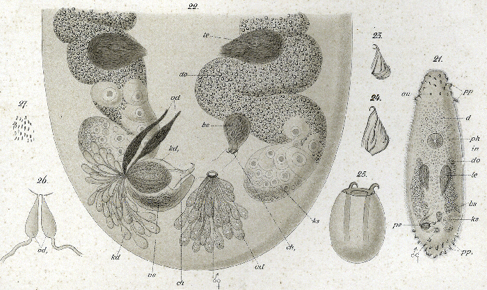 Ptychopera tuberculata